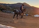 Azteca - Horse for Sale in East Hemet, CA 92544