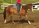 Quarter Horse - Horse for Sale in Kutztown, PA 19530