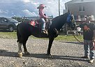 Percheron - Horse for Sale in Mohawk, TN 37810