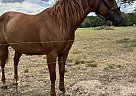 Quarter Horse - Horse for Sale in Huntington, TX 75949