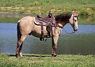 Tennessee Walking - Horse for Sale in Asheville, NC 28801