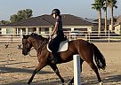 Quarter Pony - Horse for Sale in Victorville, CA 92395