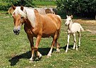 Haflinger - Horse for Sale in Hillsdale, MI 49242