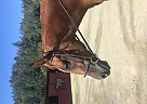 Thoroughbred - Horse for Sale in Calistoga, CA 94515