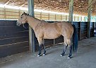 Quarter Horse - Horse for Sale in Tyler, TX 75703