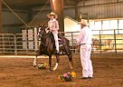 Peruvian Paso - Horse for Sale in Charlottesville, VA 22932