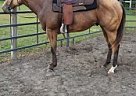 Quarter Horse - Horse for Sale in Clarendon, NC 28432