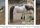Miniature - Horse for Sale in Bulverde, TX 78070