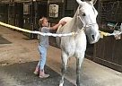Pony - Horse for Sale in Brownsburg, IN 46112