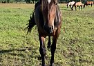 Percheron - Horse for Sale in Blumenort, MB R0A 0C0