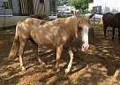 Quarter Horse - Horse for Sale in Smithville, TX 78957