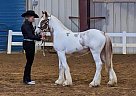 Gypsy Vanner - Horse for Sale in Fincastle, VA 24090
