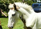 Gypsy Vanner - Horse for Sale in Brooksville, FL 34602