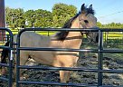 Quarter Horse - Horse for Sale in Sandusky, OH 44870