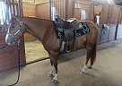 Quarter Horse - Horse for Sale in Missouri City, TX 77459