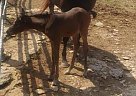 Half Arabian - Horse for Sale in Hogansville, GA 30230