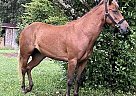 Other - Horse for Sale in Madisonville, TN 37354