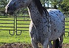 Appaloosa - Horse for Sale in Orlando, FL 32820