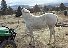 Pinto - Horse for Sale in Baker City, OR 97814