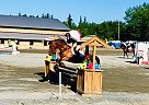 Warmblood - Horse for Sale in Victoria, BC V9E 2G5