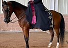 Arabian - Horse for Sale in Marysville, WA 98271