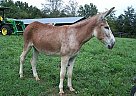 Donkey - Horse for Sale in Shelbyville, TN 