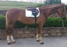 Belgian Warmblood - Horse for Sale in Middletown, PA 17057