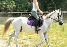 Welsh Pony - Horse for Sale in Aiken, SC 29801
