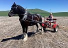Shire - Horse for Sale in Grangeville, ID 83530