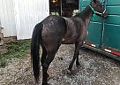 Racking - Horse for Sale in Ephrata, PA 17522