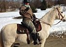 Arabian - Horse for Sale in Leesburg, VA 20176