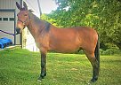 Mule - Horse for Sale in fallston, MD 21047