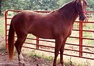 Missouri Fox Trotter - Horse for Sale in Siloam Springs, AR 