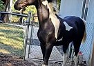 Saddlebred - Horse for Sale in Beavercreek, OR 97023