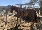 Tennessee Walking - Horse for Sale in Llano, CA 93544