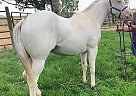 Paint - Horse for Sale in Nampa, ID 83651