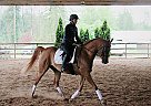 Arabian - Horse for Sale in Maple Ridge, BC V4R 1V4