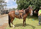 Kentucky Mountain - Horse for Sale in Llano, CA 93544