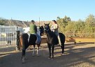 Paint - Horse for Sale in Parker, AZ 85344
