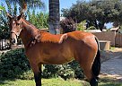 Andalusian - Horse for Sale in Yucaipa, CA 92399