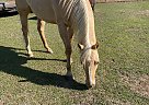 Paint - Horse for Sale in Gay, GA 30218