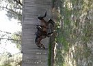 Arabian - Horse for Sale in Keystone Heights, FL 32666