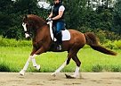 Half Arabian - Horse for Sale in Snohomish, WA 98290