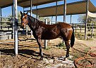 Other - Horse for Sale in Marana, AZ 85658-84