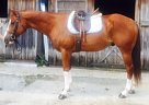 Paint - Horse for Sale in Newtown Square, PA 19073