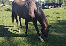 Warmblood - Horse for Sale in Fowlerville, MI 48836