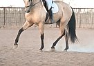 Azteca - Horse for Sale in Wickenburg, AZ 85390