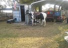 Paint - Horse for Sale in Estancia, NM 87016
