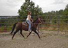 Morgan - Horse for Sale in Spokane/mead, WA 