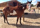 Paint - Horse for Sale in Farmington, NM 87401